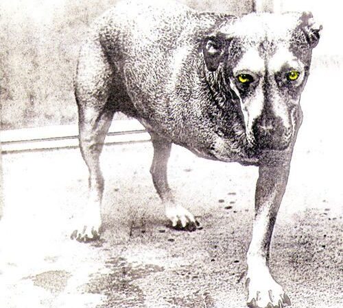 Disco Inmortal: Alice in Chains (1995)