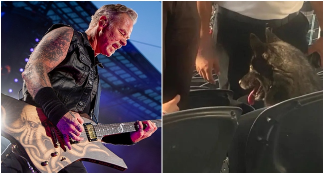 Perra Husky en California se escapa de su casa para ir a concierto de Metallica