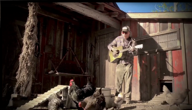 Neil Young ofrece un concierto en modo cuarentena para sus gallinas y patos
