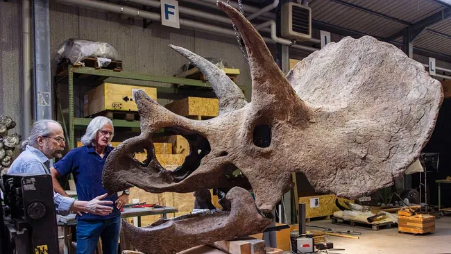 Literalmente «dinosaurio del rock»: Cráneo de Triceratops de más de 60 millones de años de antiguedad será exhibido bajo el nombre de Ozzy como homenaje